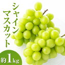 【ふるさと納税】シャインマスカット約1kg 2~3房 長野県産 お届け:2025年9月下旬~10月上旬まで