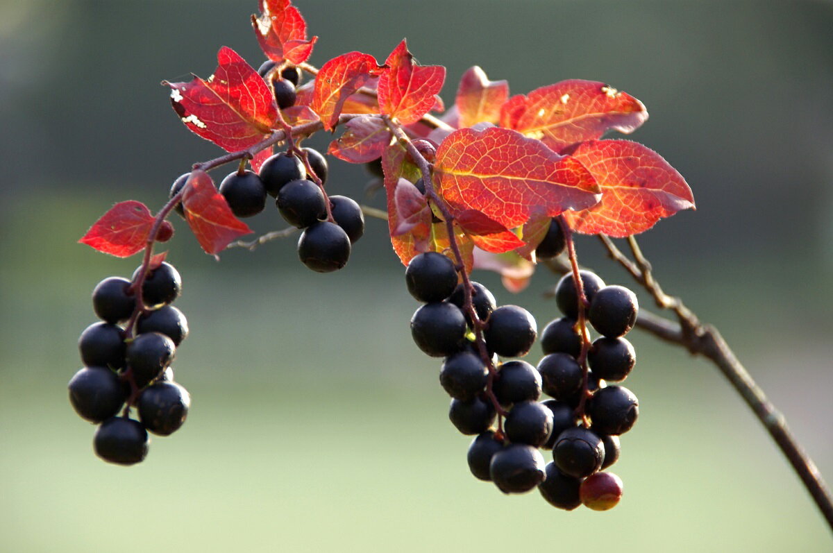 【ふるさと納税】「米粉ロールケーキ ナツハゼ、ブルーベリー、ルバーブ」12cm 3本セット 国産金芽米の米粉使用、身体にやさしいグルテンフリー もちもち、しっとりとした食感にこだわりました。地元に愛され続ける、大正3年創業の老舗まつりや 【長野県信濃町】