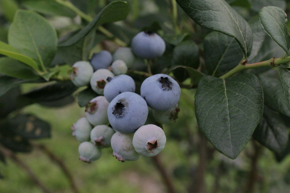 【ふるさと納税】しなのブルーベリー農園「ブルーベリージャム」3個セット　粒が大きく味の濃いハイブッシュ系にこだわったブルーベリーのジャム【長野県信濃町】