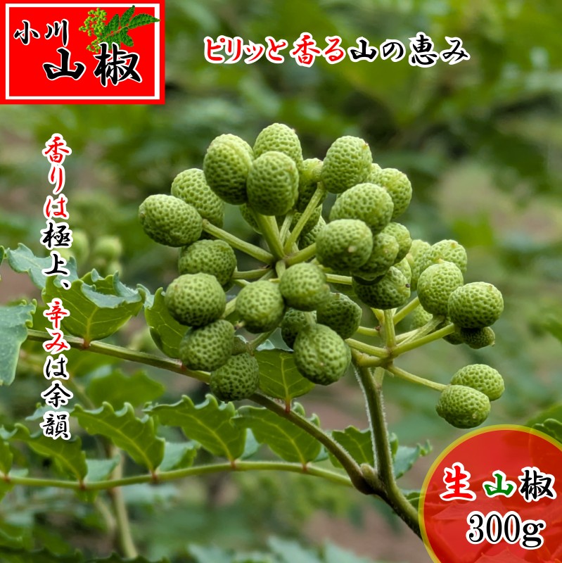 Rakuten - 【ふるさと納税】266＊信州小川村　生山椒の実300g