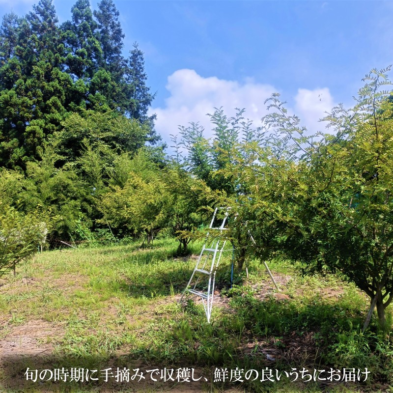 【ふるさと納税】266＊信州小川村　生山椒の実300g