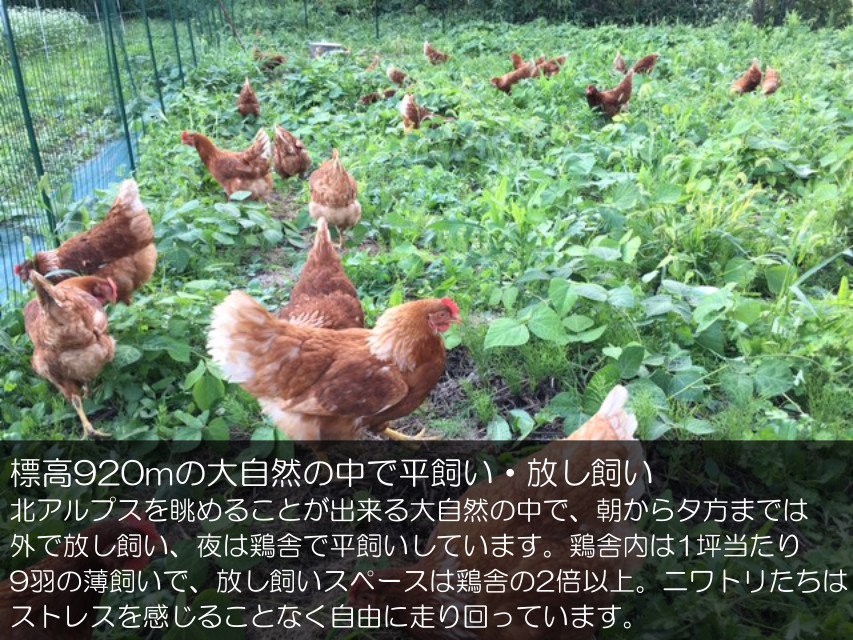 【ふるさと納税】381＊信州MIYAFARM　「天空の卵」有機野菜を食べて育った放し飼い自然卵　30個（割れ保証分6個付き　合計36個）