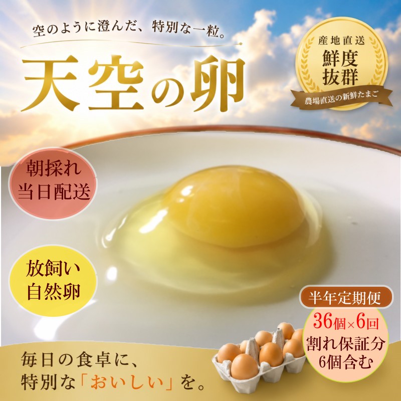 382*信州MIYAFARM 「天空の卵」新鮮野菜を食べて育った放し飼い自然卵 6ヶ月定期便