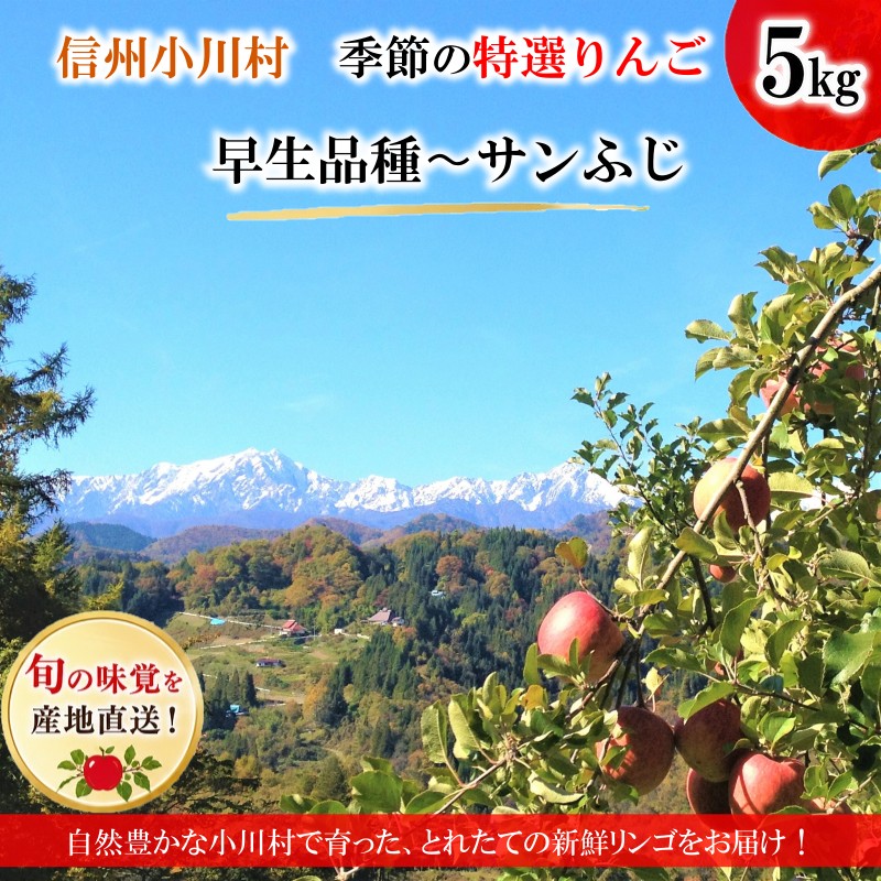 311*信州小川村成就地区限定季節の特選りんご5キロ(早生品種りんご〜サンふじりんご)