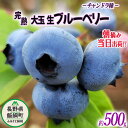 【ふるさと納税】 朝摘み 完熟 ブルーベリー 大玉 500g 井澤農園 配送先は本州限定 令和7年度収穫分 長野県 飯綱町 〔 信州 果物 フルーツ ベリー 長野 14000円 予約 農家直送 〕発送時期:2025年7月中旬~2025年9月上旬