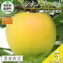  りんご シナノゴールド 訳あり 5kg 増田さんちのりんご 沖縄県への配送不可 令和6年度収穫分 長野県 飯綱町 〔 信州 果物 フルーツ リンゴ 林檎 長野 予約 農家直送 12000円 〕発送時期：2024年11月上旬～2024年12月上旬