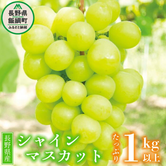 【ふるさと納税】 シャインマスカット 訳あり 1kg 以上 長野 先行予約 10月 家庭用 わけあり 葡萄 ぶどう マスカット ブドウ 果物 フルーツ 信州 15000円 予約 ながの農業協同組合 長野県 飯綱町 配送先は本州限定 2024年10月上旬～2024年10月下旬発送予定