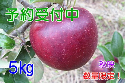 【予約販売】飯綱のりんご 秋映 約5kg お届け9月下旬〜【果物類・フルーツ・りんご】