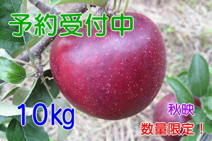 【予約販売】飯綱のりんご 秋映 約10kg お届け9月下旬〜【果物類・フルーツ・りんご】