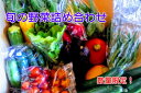 【ふるさと納税】【予約販売】太陽の野菜セット 長野県飯綱町産...