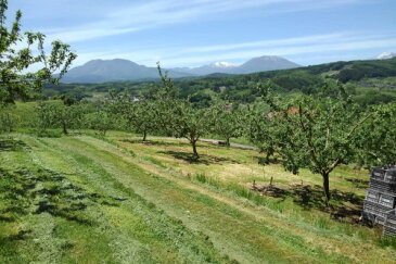 【ふるさと納税】【令和4年度収穫分】 サンふじ 訳あり 5kg 町田さんちのりんご 長野県 飯綱町 【 傷 不揃い りんご リンゴ 林檎 果物 フルーツ 信州 長野 】 発送:2022年12月上旬〜 {*}