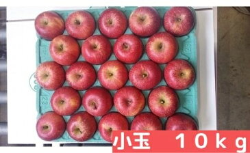 【ふるさと納税】 飯綱町 丸茂ファーム の りんご サンふじ 小玉 約10kg エコファーマー認定 【 リンゴ 林檎 果物 フルーツ 信州 長野 】お届け:2021年1月上旬〜