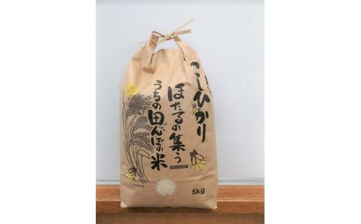 【ふるさと納税】【令和4年度収穫分】 無洗米 こしひかり 5kg 【 3カ月 定期便 】 永野農園 【 米 精米 白米 3回 信州 コシヒカリ 】発送：2022年10月上旬～ [お届け3回 (**)]