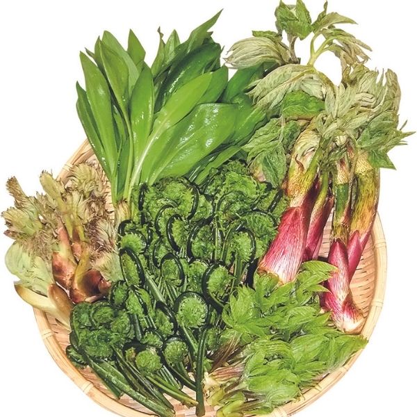 【ふるさと納税】【期間限定！5月末まで予定】山菜・アスパラガスセットのサムネイル