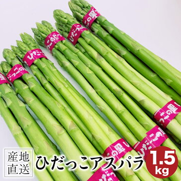 【ふるさと納税】ひだっこ アスパラ 1.5kg グリーンアスパラガス アスパラガス 飛騨産 野菜 春 春野菜 夏 夏野菜 産地直送 新鮮 バーベキュー BBQ a525 10000円