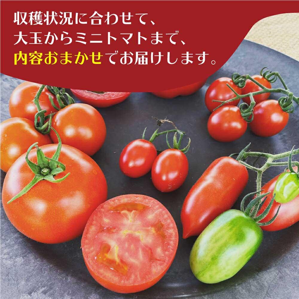 【ふるさと納税】【先行受付】飛騨高山産 採れたてトマト 詰め合わせ 約4kg | 8月中旬から順次発送予定 おまかせ 採れたて野菜 新鮮野菜 野菜 飛騨の野菜 期間限定 飛騨高山 寺田農園 TR3185