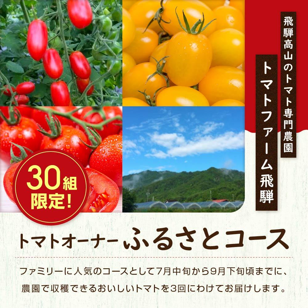 【ふるさと納税】【2024夏 先行予約】 定期便 トマト ミニトマト 調理用トマト 詰合せ 2024年7～9月に3回お届け[飛騨高山産] 【トマトファーム飛騨　BR001】 | 野菜 やさい 食品 人気 おすすめ 送料無料