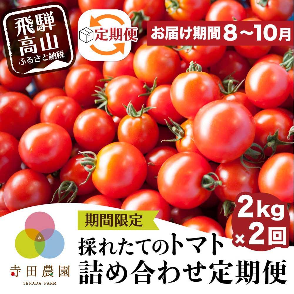 【ふるさと納税】【先行受付】定期便 採れたてトマト詰め合わせ 2kg×2回 | 8月中旬から順次発送予定 ...