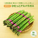 【ふるさと納税】【2026年発送・先行受付】2Lサイズ以上 ひだっこアスパラガス 1.5kg | アスパラ 野菜 やさい 産地直送 春 夏野菜 採れたて グリー...