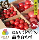 【ふるさと納税】採れたて　トマト　採れたて野菜　新鮮野菜　野菜　期間限定　飛騨高山　TR3185 10000円