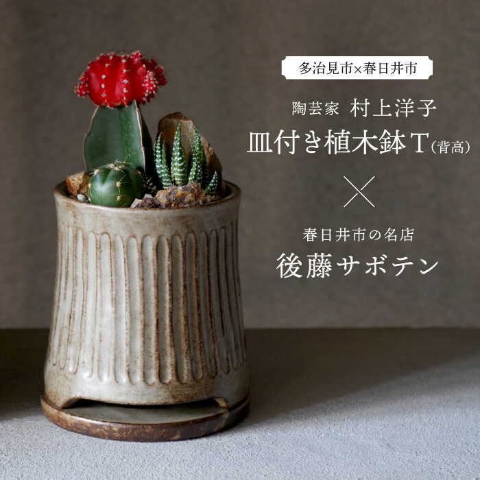 【ふるさと納税】多治見市×春日井市コラボ 【美濃焼】 陶芸家「村上洋子」 皿付き植木鉢 T(背高) × 【日本有数のサボテンの生産地】 春日井市の名店 後藤サボテン 【井澤コーポレーション】[TBP171]