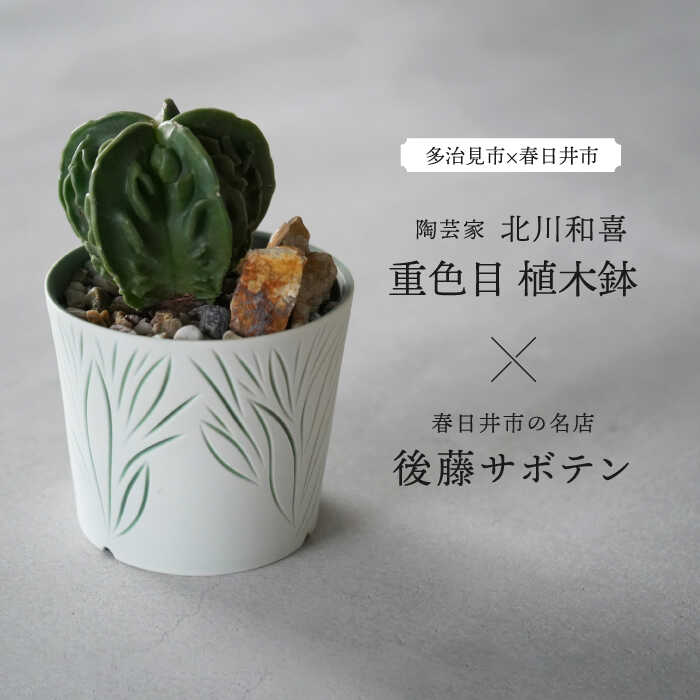 【ふるさと納税】多治見市×春日井市コラボ 【美濃焼】 陶芸家「北川和喜」 重色目 植木鉢 × 【日本有数のサボテンの生産地】 春日井市の名店 後藤サボテン 【井澤コーポレーション】[TBP176]