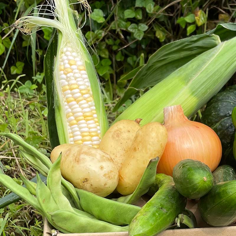 【ふるさと納税】＜奇数月6回定期便＞濃い味！朝採れ旬の野菜セット【12品目】 採れたて 野菜 詰め合わせ セット 春 夏 秋 冬 旬の野菜 おまかせ 12品目 新鮮 岐阜県 中津川市 F4N-1623
