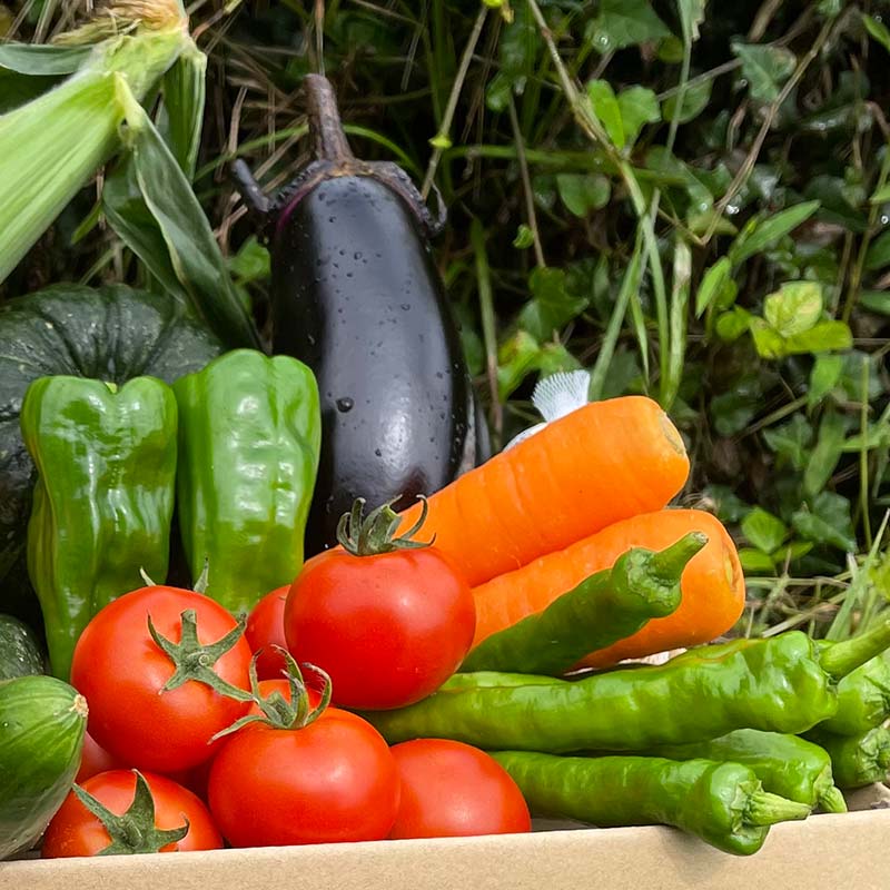 【ふるさと納税】＜奇数月6回定期便＞濃い味！朝採れ旬の野菜セット【12品目】 採れたて 野菜 詰め合わせ セット 春 夏 秋 冬 旬の野菜 おまかせ 12品目 新鮮 岐阜県 中津川市 F4N-1623