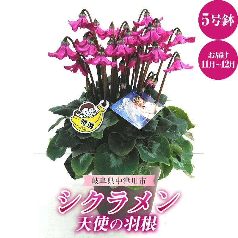 天使の羽根 5号鉢 シクラメン ますだ農園 花 植物 フラワー