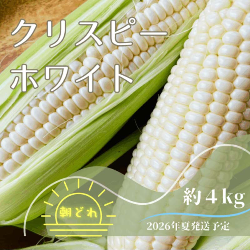 【ふるさと納税】【2026年夏発送予約】サクッとはじける、上品な甘さ中津川産プレミアム クリスピーホワイト 4kgセット 朝採り 即日冷蔵発送/数量限定 『バナ...