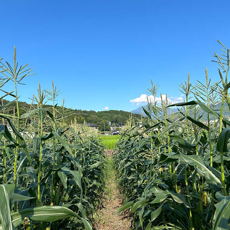 【ふるさと納税】【2026年夏発送予約】サクッとはじける、上品な甘さ中津川産プレミアム クリスピーホワイト 4kgセット 朝採り 即日冷蔵発送／数量限定　『バナナマンの早起きせっかくグルメ!!』で紹介されました！ F4N-2368