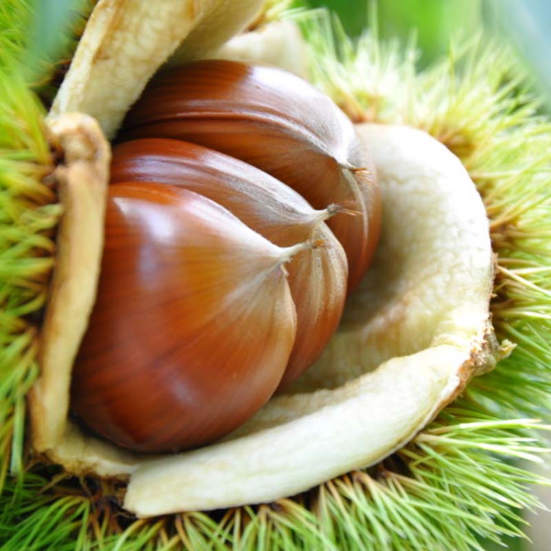 【ふるさと納税】市川栗園 中津川特大栗 2kg(4L) くり クリ 秋 限定 岐阜 F4N-2673