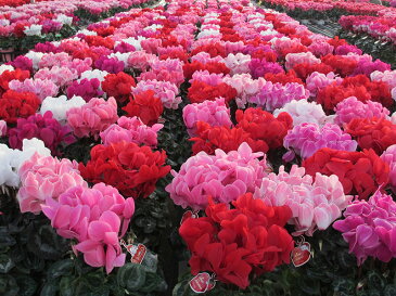 【ふるさと納税】10155 シクラメンパステルカラー6号鉢 期間限定(18cm)【お届け11月〜12月】