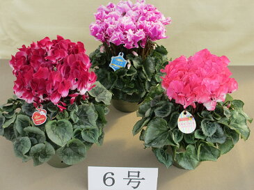 【ふるさと納税】15080 シクラメン6号鉢(18cm)【お届け:11月〜12月】