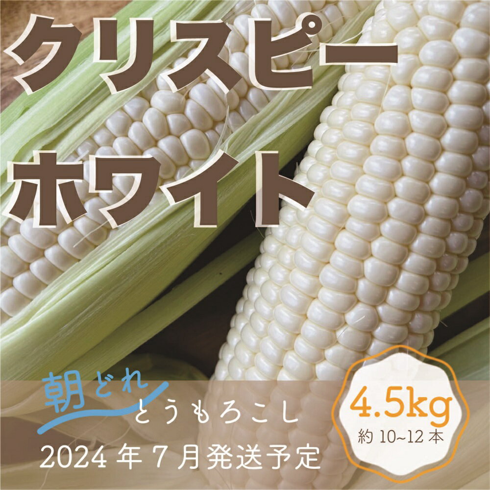 【ふるさと納税】【先行予約】白い とうもろこし 朝採れ クリスピー ホワイト 4.5kg 約 10本 ～ 12本 新鮮 生トウモロコシ コーン 野菜 甘い 採れたて 令和6年 2024年 7月発送予定 送料無料 岐阜県 中津川市 14-026