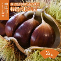 【ふるさと納税】【数量限定】無農薬栽培 特撰 大粒 生栗 2kg自家農園 和栗 国産栗 くり 栗 栗ご飯 お菓子 作り お取り寄せ 岐阜県 中津川市 送料無料 10264