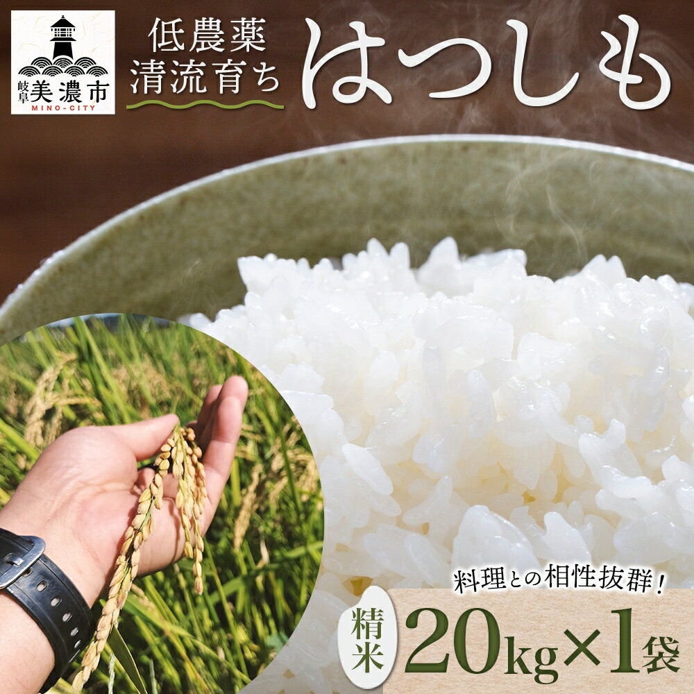 [先行予約]令和7年産 低農薬 清流育ち はつしも 精米 20kg×1袋 計20kg 新米 お米 精白米 白米 米 ごはん 米 ご飯 ハツシモ あっさり ブランド米 大粒 美濃グリーン 岐阜県 美濃市 お届け:2025年11月下旬より順次発送