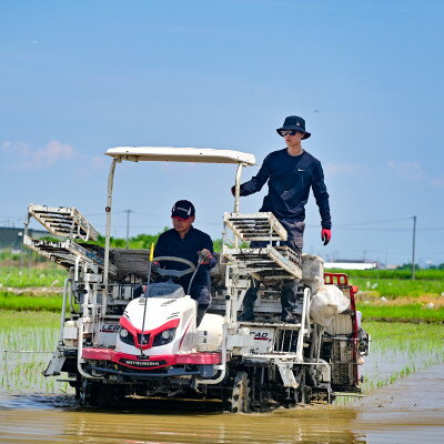 木曽川、長良川の清らかな水と濃尾平野の肥沃な大地で育てた幻の米「ハツシモ」です。ぜひ賞味ください。　【ふるさと納税】【先行予約】令和7年産　岐阜県産ハツシモ(精米)5kg【配送不可地域：離島】【1540832】