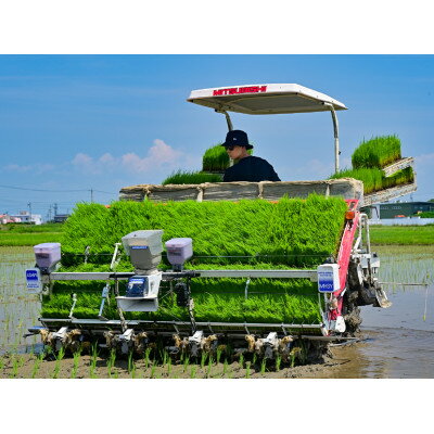 木曽川、長良川の清らかな水と濃尾平野の肥沃な大地で育てた幻の米「ハツシモ」です。ぜひ賞味ください。　【ふるさと納税】【先行予約】令和7年産　岐阜県産ハツシモ(精米)5kg【配送不可地域：離島】【1540832】