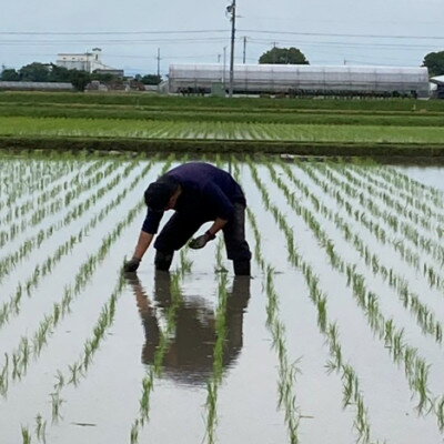 【ふるさと納税】【栽培期間中:農薬・化学肥料不使用】岐阜県羽島市産 初霜(ハツシモ)精米5kg【1671515】