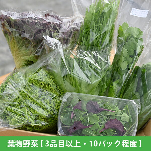 水耕栽培 新鮮 葉物野菜Aセット