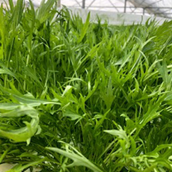 【ふるさと納税】 水耕 栽培 新鮮 葉物 野菜 Aセット | GreensFarm ホタル サラダ 和え物 産地 直送 産直 送料無料 M06S22