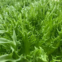 【ふるさと納税】M08S31水耕栽培の葉物野菜_