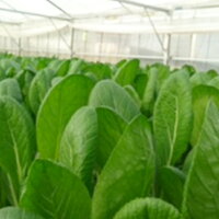 【ふるさと納税】M08S31水耕栽培の葉物野菜_