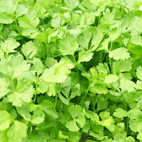 【ふるさと納税】M08S31水耕栽培の葉物野菜_