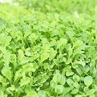 【ふるさと納税】M08S31水耕栽培の葉物野菜_
