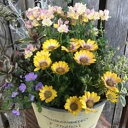 【ふるさと納税】季節 の 寄せ植え | フローリストカモノ花園 ガーデニング 花 植物 旬 おまかせ アレンジ 岐阜県 美濃加茂市 送料無料 M16S24