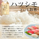 【ふるさと納税】 令和4年米 美濃加茂産 ハツシモ ( 10kg ) | 春見ライス 米 お米 コメ M10S75