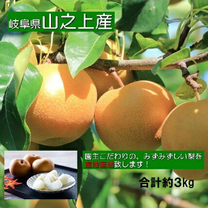 [先行受付][ 数量限定 ]精華園 の こだわり 梨 (約 3kg )品種 は おまかせ | M12S89