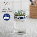 19位! 口コミ数「0件」評価「0」【美濃焼】SaiSui Blue（菊唐草）植物付き【大東亜窯業】インテリア 雑貨 観葉植物 [MAG066]